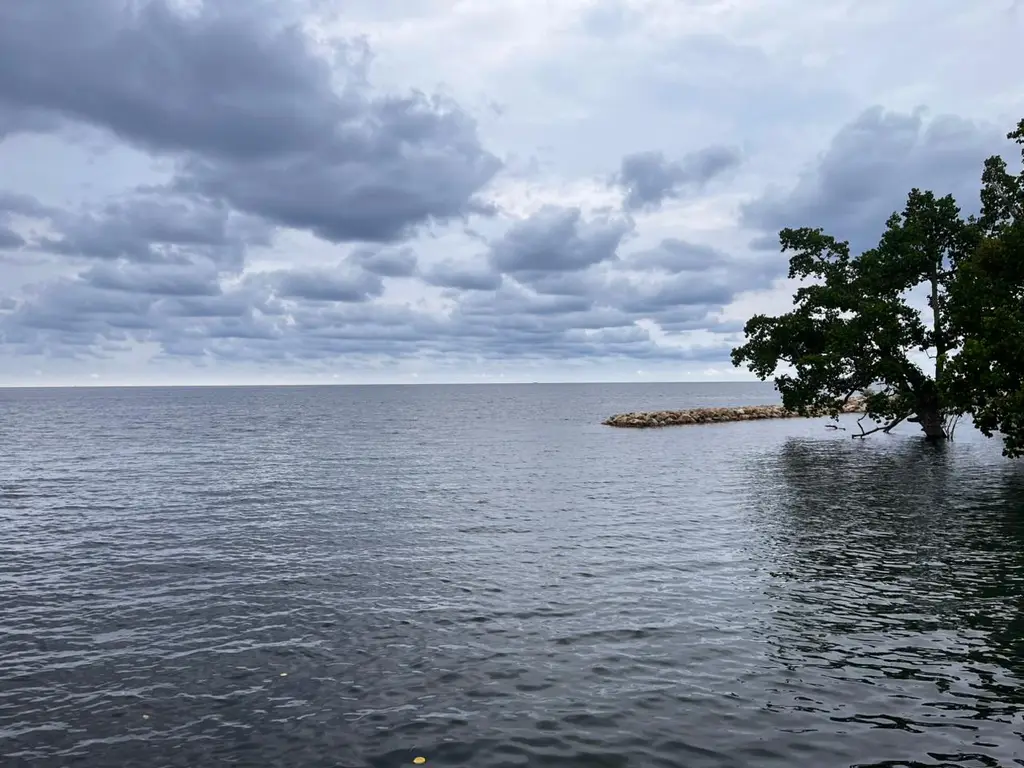 Coastal View & Mangrove